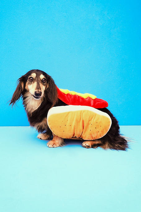 Pet Clothing - Hotdog