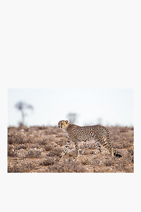 Wild Leopard Canvas, 40x60cm