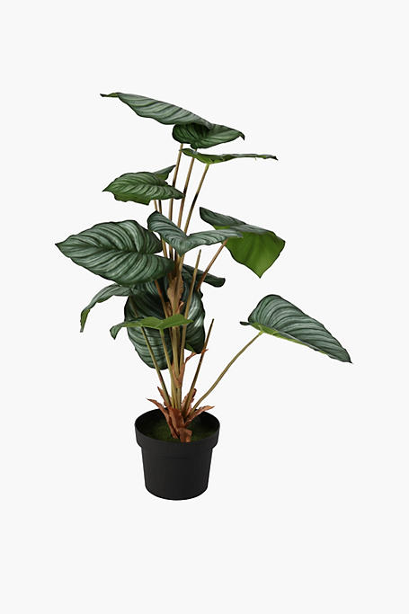 Potted Variegated Plant, 70cm
