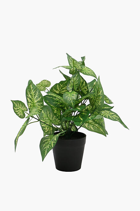Spike Variegated Plant, 31cm