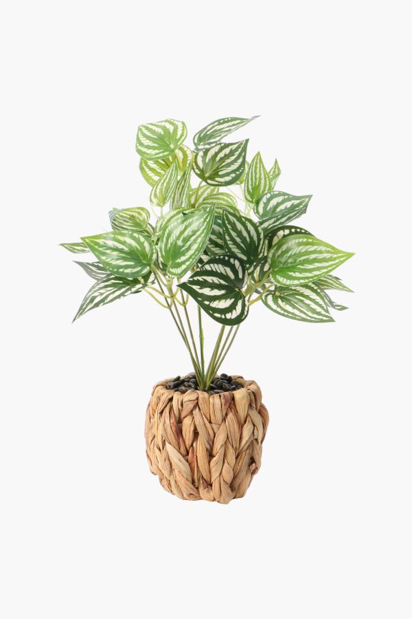 Woven Basket Variegated Plant