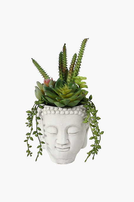 Zen Potted Multi Succulent