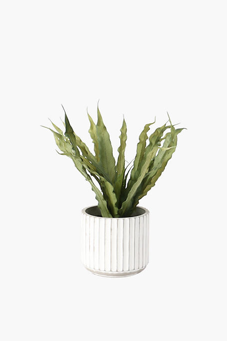 Ceramic Potted Ribbed Spider Plant