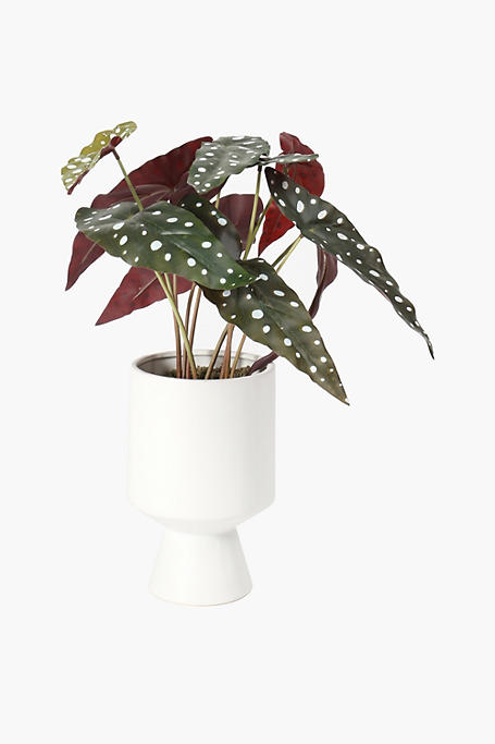 Stepped Potted Begonia
