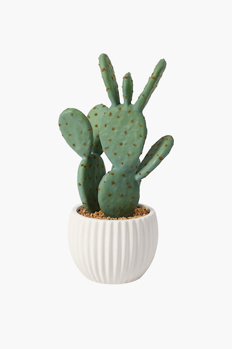 Ripple Pot Cactus, 26cm