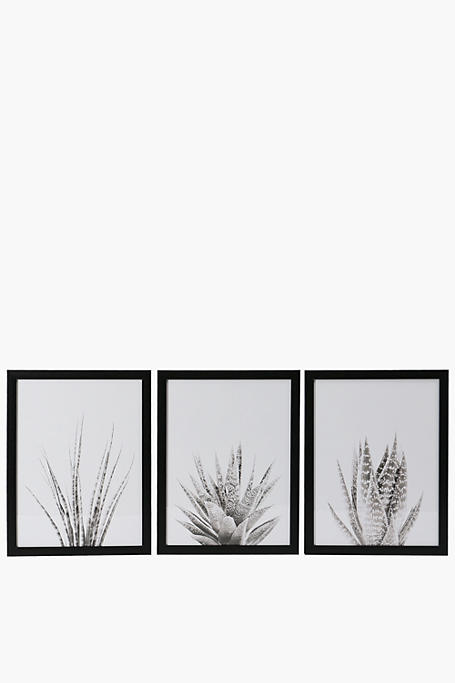 3 Piece Framed Aloe Plants